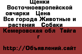 Щенки Восточноевропейской овчарки › Цена ­ 25 000 - Все города Животные и растения » Собаки   . Кемеровская обл.,Тайга г.